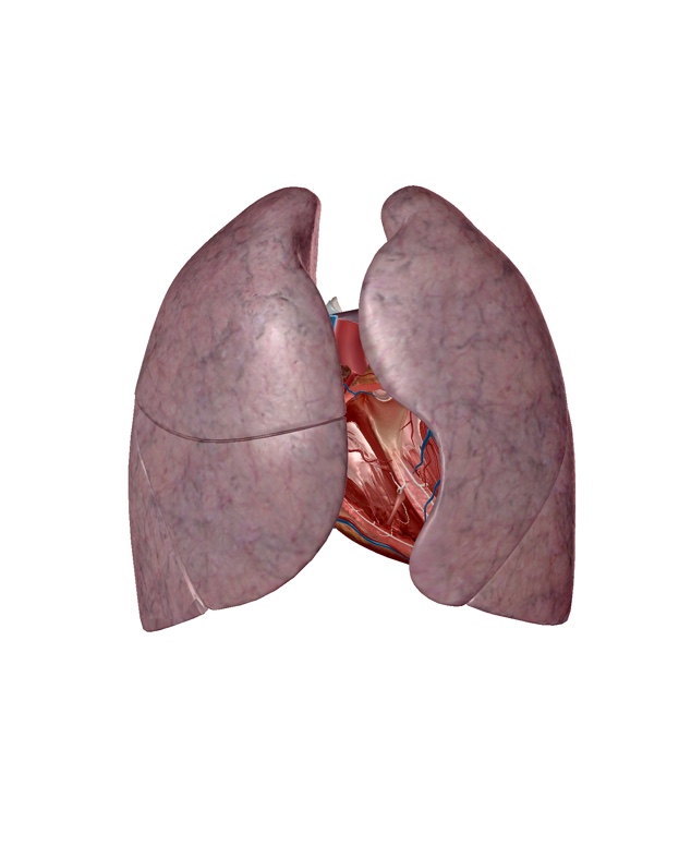 左右の肺の解剖イラスト