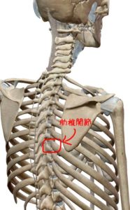 肋椎関節の解剖イラスト