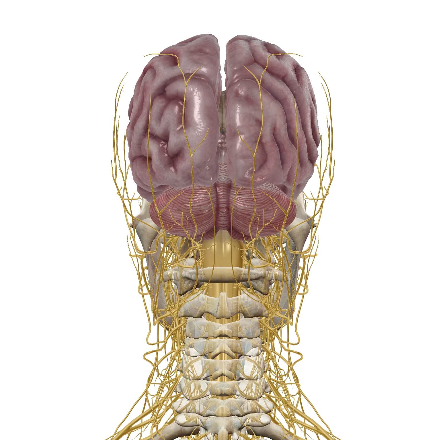 循環器６｜脳の脊髄液と循環｜imok Academy