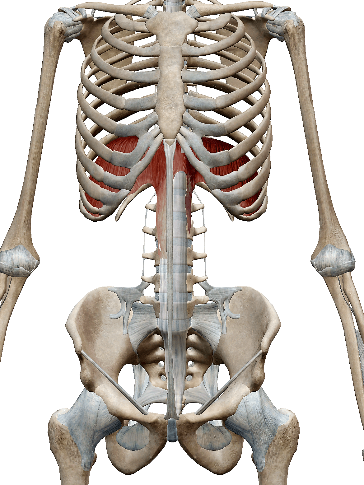 胸郭の機能解剖１ 横隔膜と肋骨 Imok Academy