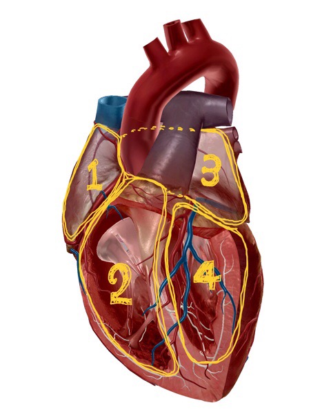 循環器２｜心臓の構造と機能｜imok Academy