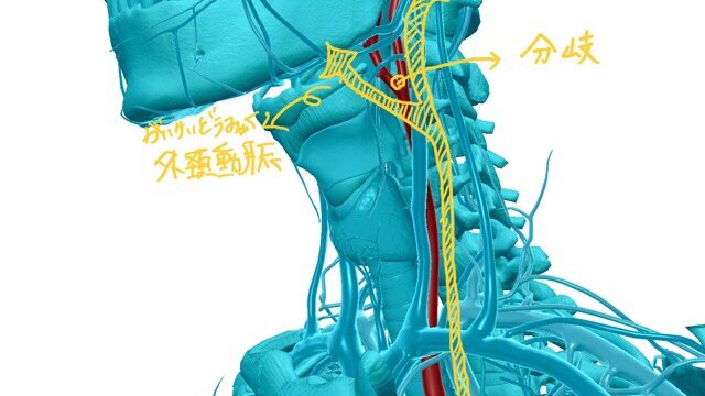 総頚動脈