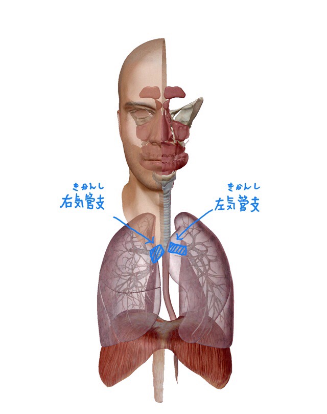 気管虚脱