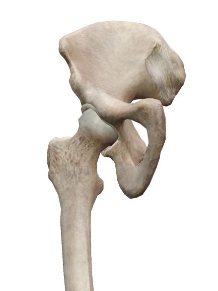 股関節の解剖イラスト