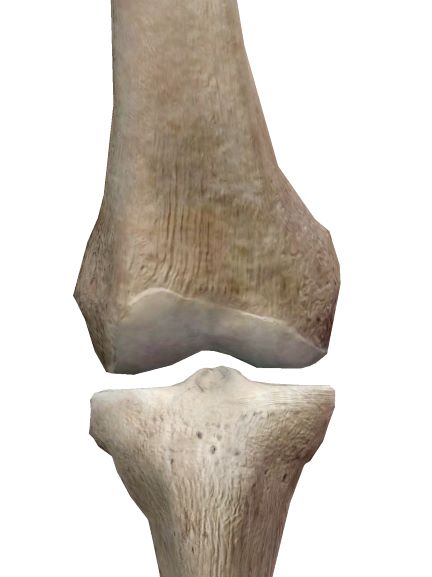 膝関節の解剖イラスト