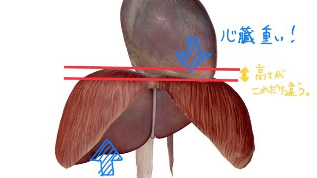 横隔膜の左右差