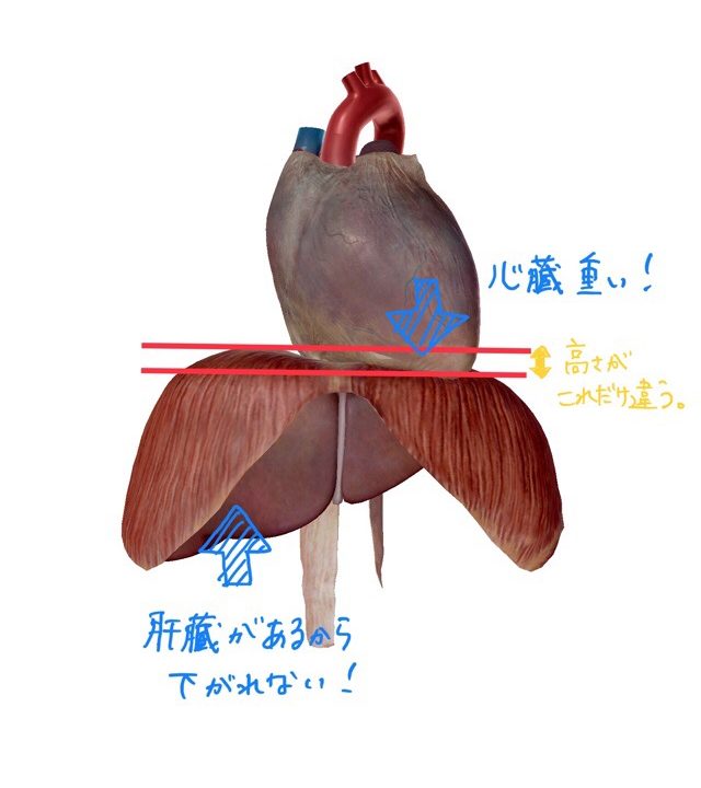 横隔膜の左右差