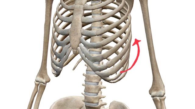 肋骨の動き