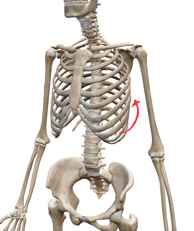 痛い が 肋骨 あいだ の 肋骨の痛みは病院を受診すべき？あばら骨が痛い場合に考えられる原因