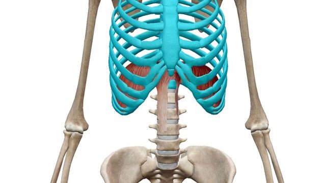 胸郭の解剖イラスト