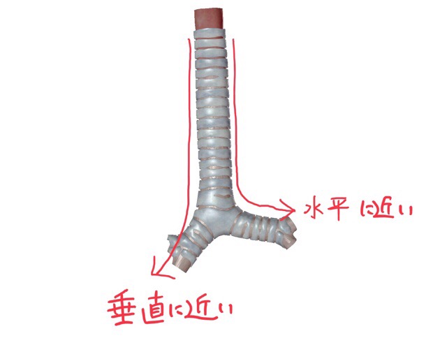気管・気管支の構造
