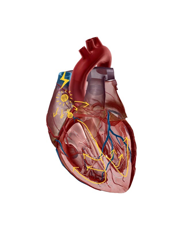 循環器５ 心臓の基本的性質とは Imok Academy