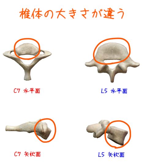 椎骨の違いの解剖イラスト