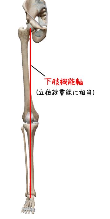 下肢機能軸のイラスト