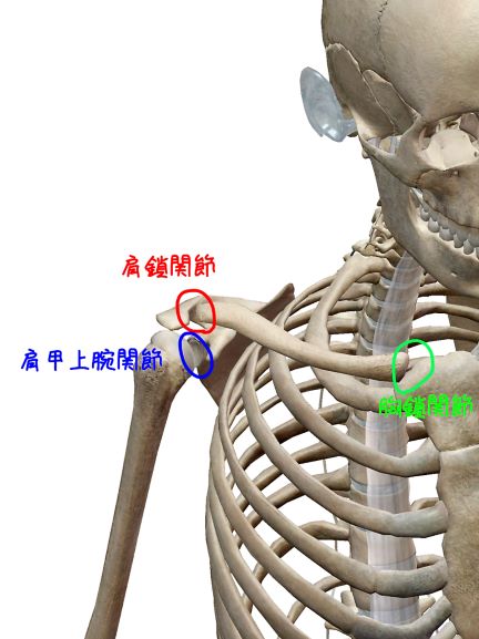 肩関節の解剖学的関節