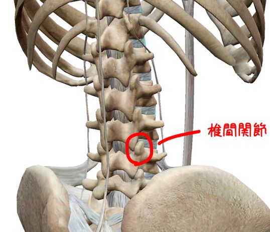 腰椎の椎間関節の解剖イラスト