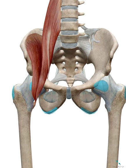 股関節の機能解剖４ 股関節周囲の筋肉について Imok Academy