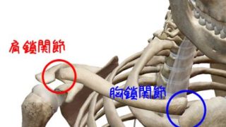 肩鎖関節 胸鎖関節