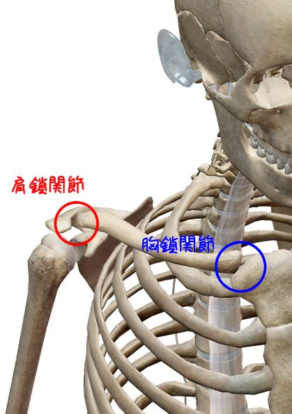 「胸鎖関節」の画像検索結果