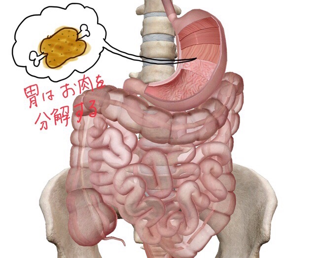 消化器とは たんぱく質と胃の働き Imok Academy