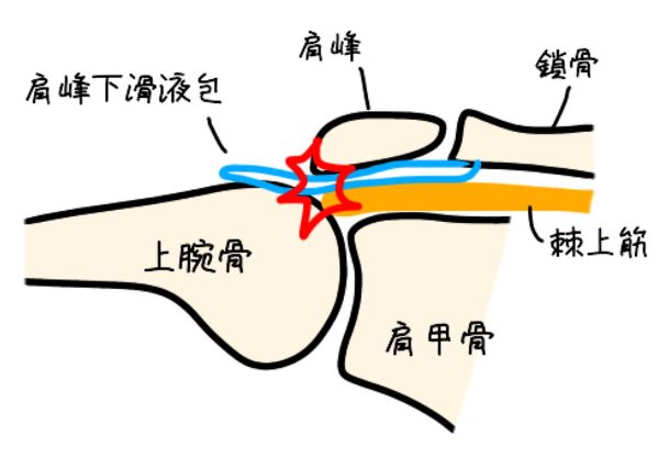 肩関節の機能解剖３ 肩鎖関節 胸鎖関節とは Imok Academy