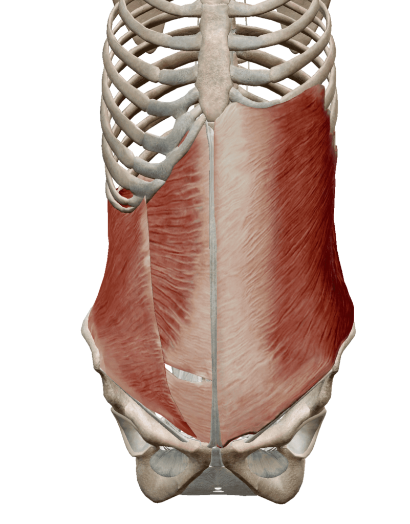腹筋群の解剖図