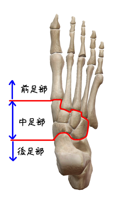 足部の分類のイラスト