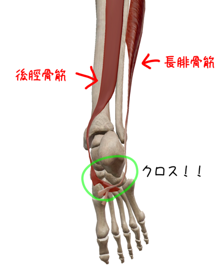 足関節 足部の機能解剖２ 足部のアーチとは Imok Academy