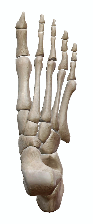 足部の骨のイラスト