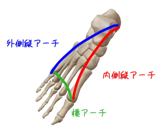足関節 足部の機能解剖 足部アーチ Imok Academy