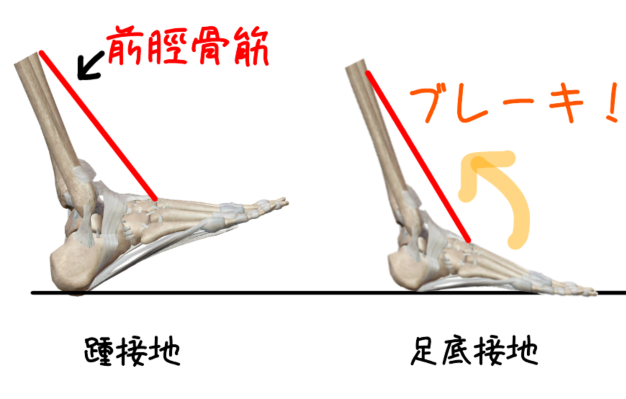 前脛骨筋のブレーキ作用のイラスト