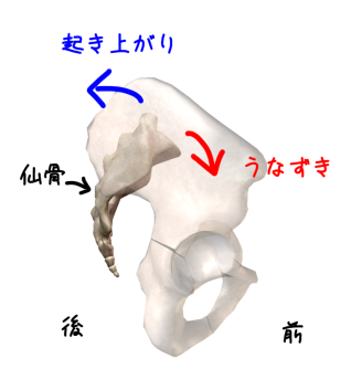 骨盤帯の機能解剖１ 仙腸関節のニューテーションとカウンターニューテーション Imok Academy