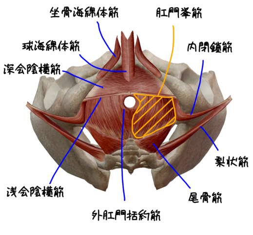 骨盤帯の機能解剖３ 骨盤底筋の構造と機能とは Imok Academy