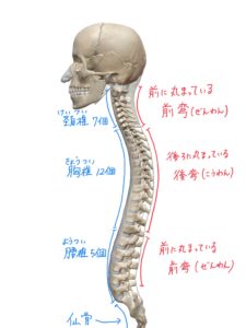 脊柱の生理的弯曲のイラスト