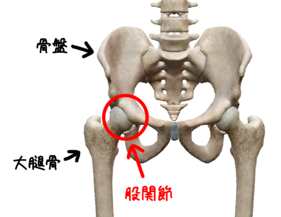 股関節の構造は十人十色｜imok Academy