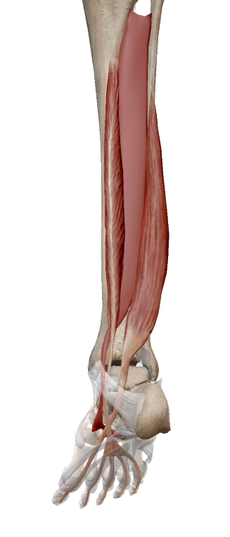 後脛骨筋、長趾屈筋、長母趾屈筋の解剖イラスト
