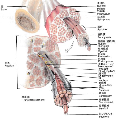 新品同様 骨格筋の解剖 健康・医学 - blogs.ergotron.com