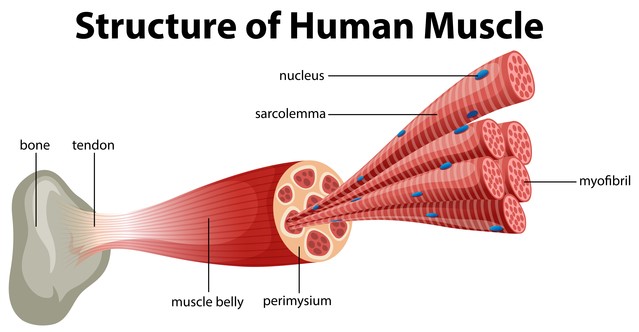 筋の運動生理学１ 骨格筋の構造とは Imok Academy