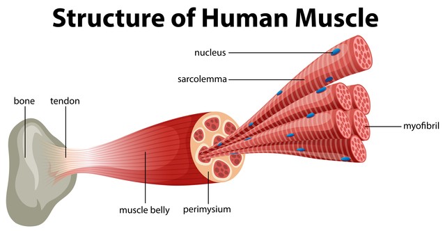 筋の運動生理学１｜骨格筋の構造とは｜imok Academy