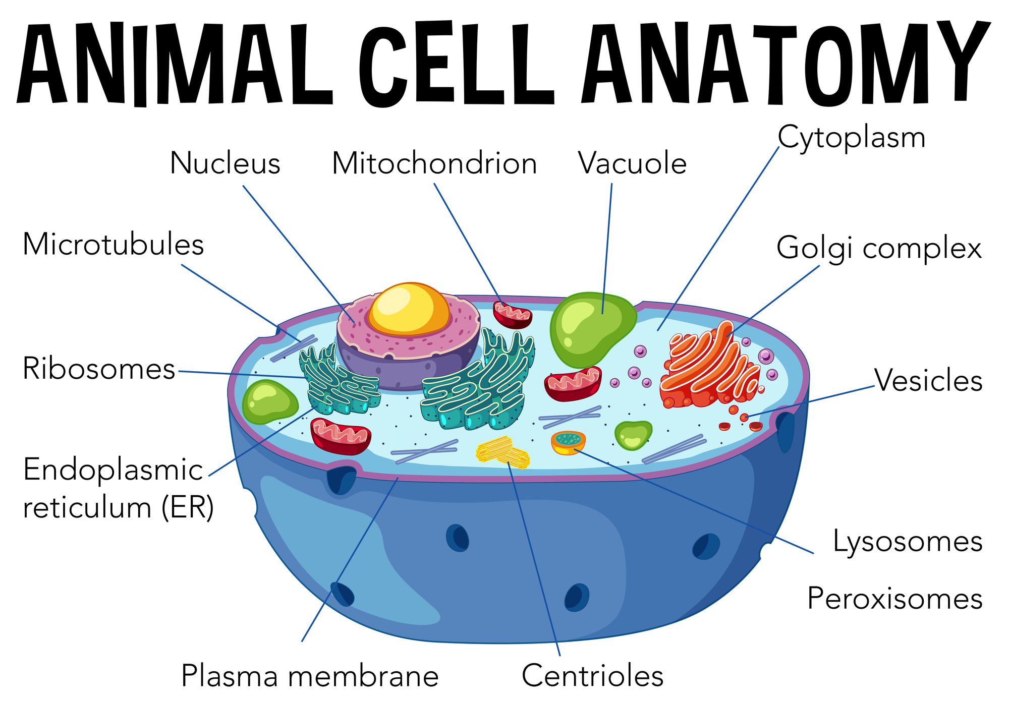 Cell Anatomy icon