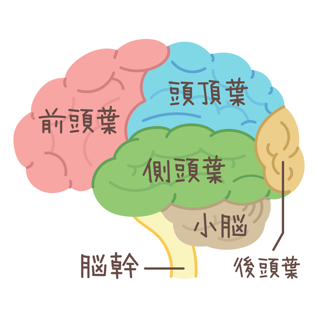 大脳皮質の構造と役割 Imok Academy