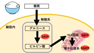 糖質代謝