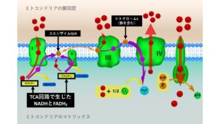 電子伝達系の模式図