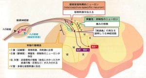 痛みの神経科学①～痛みの伝達路～｜imok Academy
