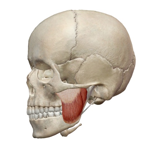 咬筋の解剖図