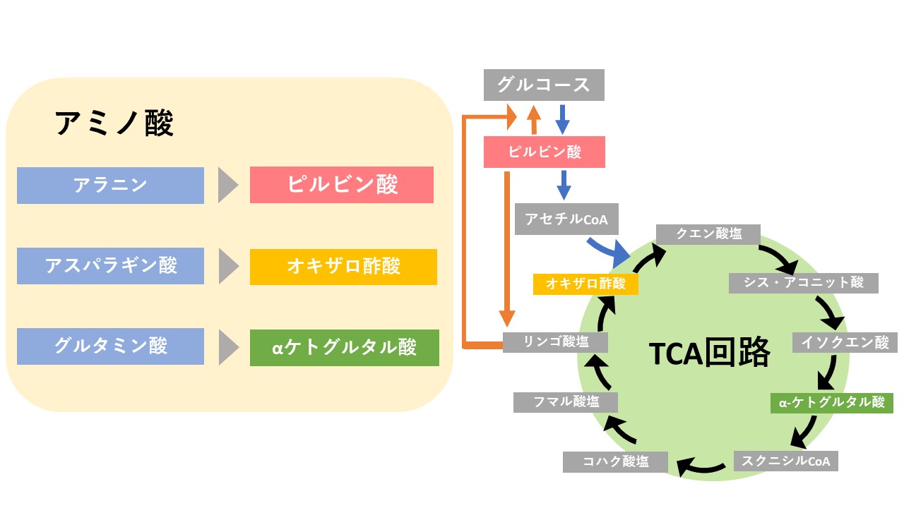 アラニンアミノ基転移酵素