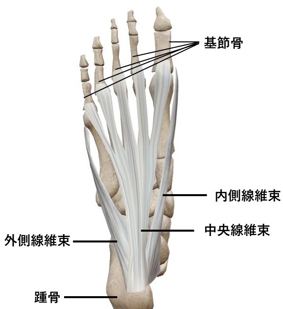 足関節 足部の機能解剖８ 足底腱膜 Imok Academy