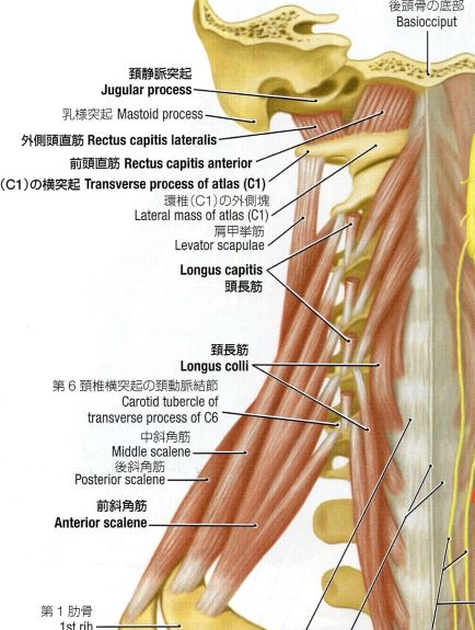 頚椎前面の筋のイラスト