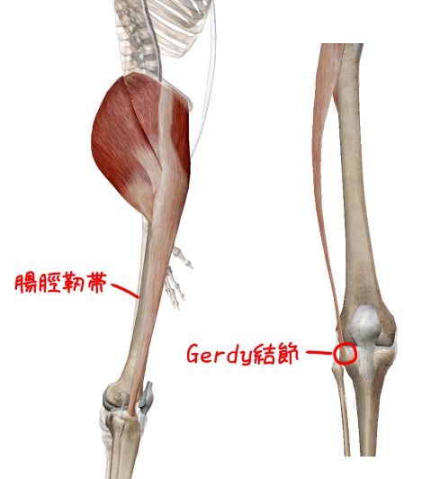 腸脛靭帯のイラスト