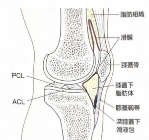 膝蓋下脂肪体のイラスト